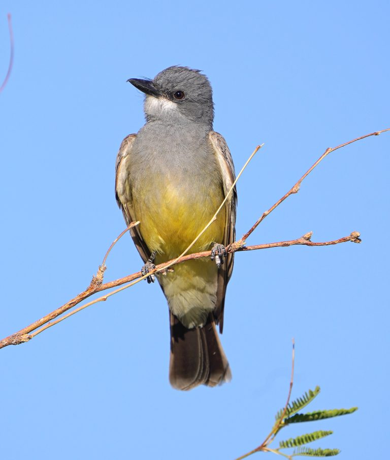 News From The Paton Center For Hummingbirds Visit The Sky Islands Of