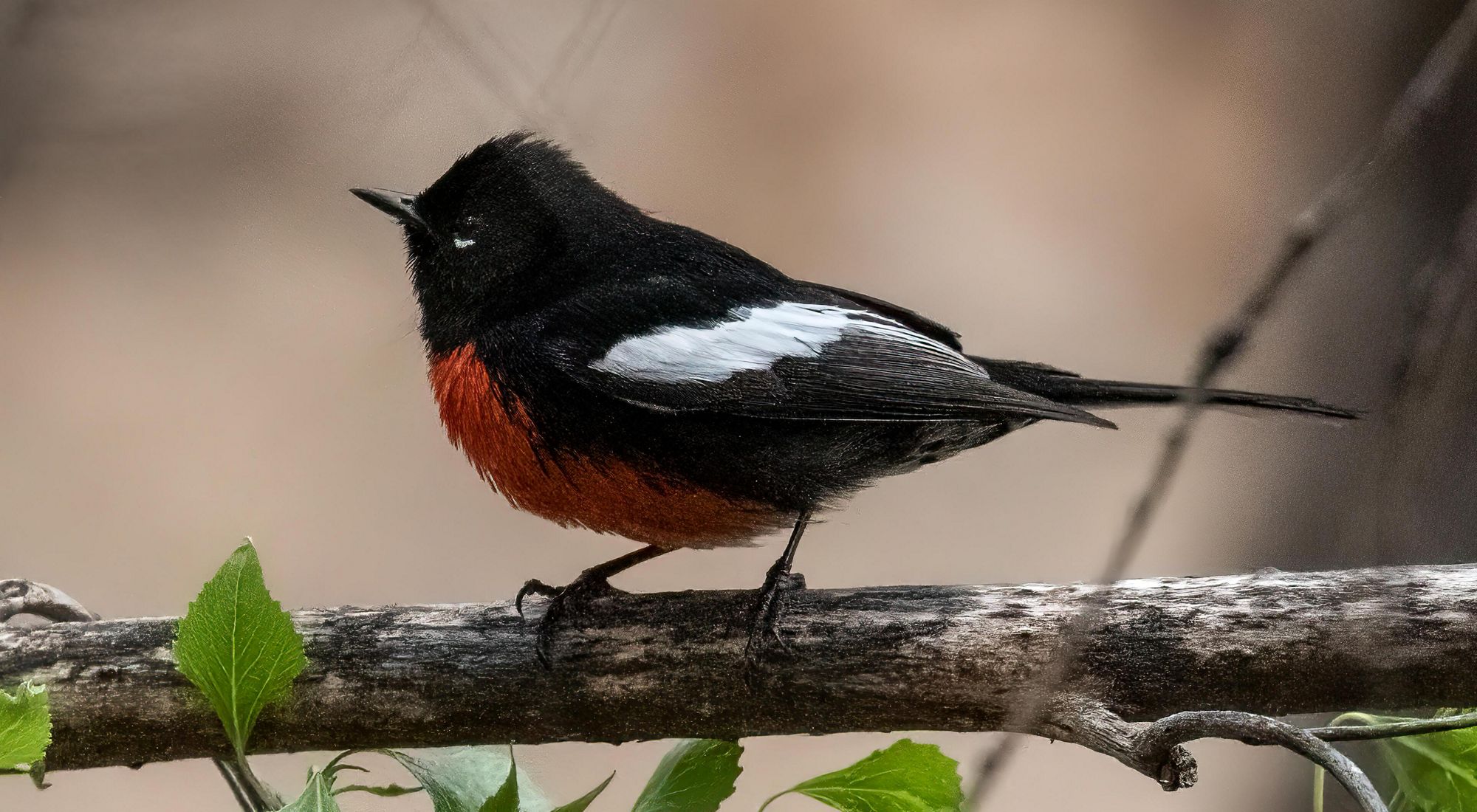 Birding At The Patagonia Sonoita Creek Preserve Visit The Sky Islands Of Arizona 2766