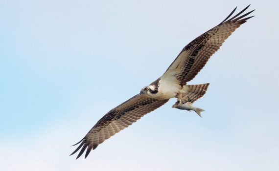 Osprey